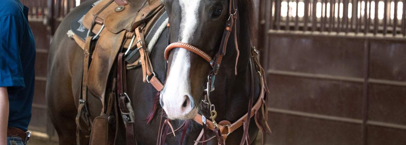 What to Look for in Western Breast Collar Parts - NRS
