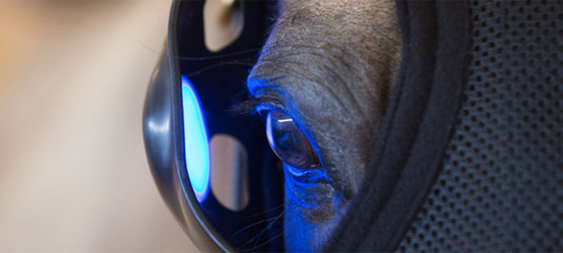 The Benefits of Blue Light Therapy for Horses