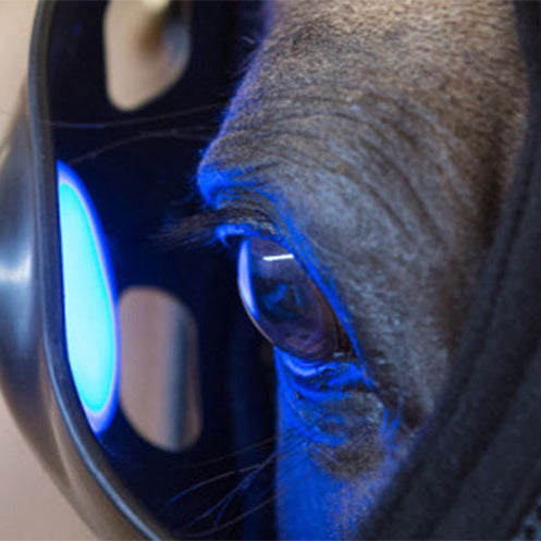 The Benefits of Blue Light Therapy for Horses