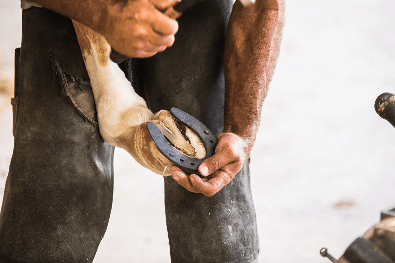 The Importance of Horse Hoof Care NRS World