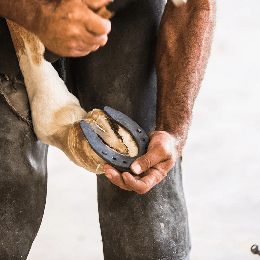 The Importance of Horse Hoof Care