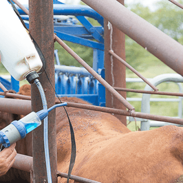 Ivermectin: When And How Often To Use