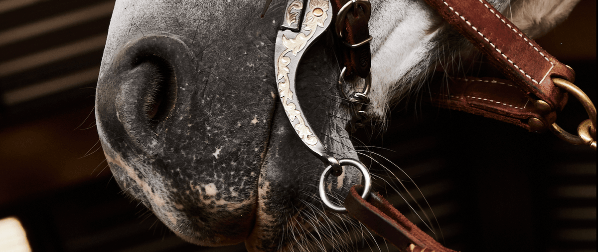 Types of Horse Bits and How to Fit
