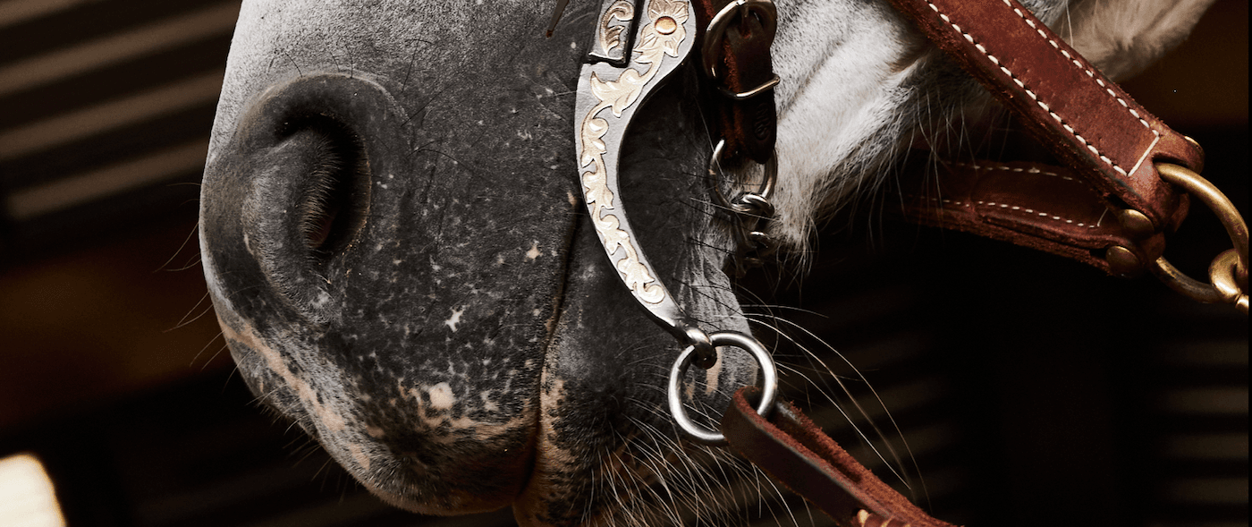 Types of Horse Bits and How to Fit
