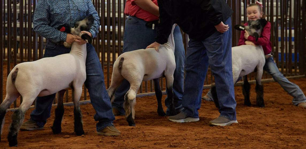 Show Rack Sheep Showing Sheep + Goat | How To Prepare Animals for a Show
