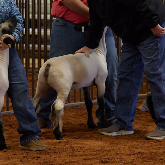 Sheep + Goat Essentials: How To Prepare for 4-H Sheep and Goat Showing