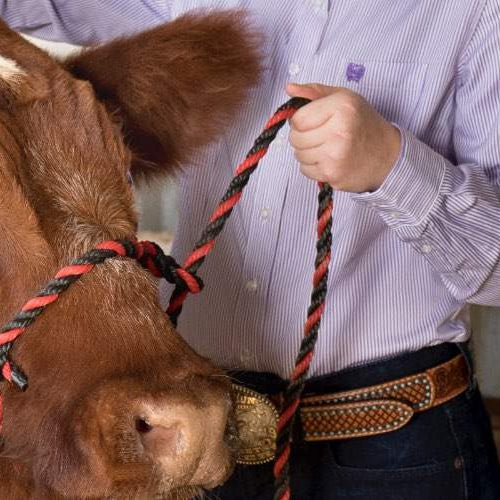 10 Stock Fitting Show Must-Haves for All Your Cattle Fitting Needs