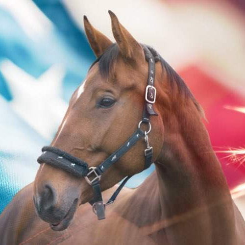 Guide to 4th of July Horse Safety: 5 Ways To Keep Horses Calm During Fireworks and Festivities