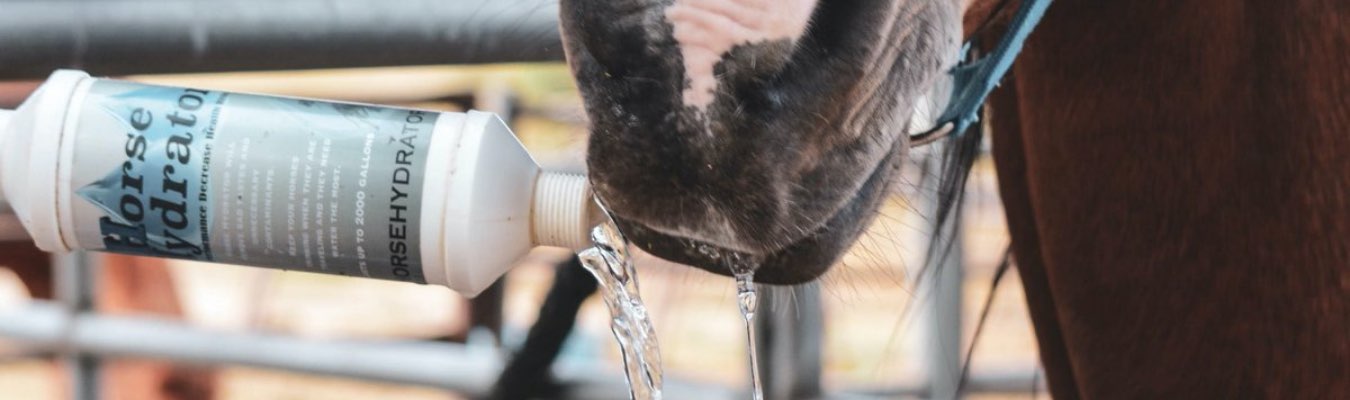 Maintaining Equine Hydration During Your Summer Travels