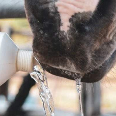 Maintaining Equine Hydration During Your Summer Travels