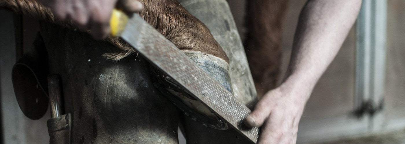 How To a Farrier Tips on a Farrier and What is Needed