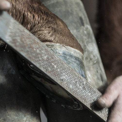 How To Become a Farrier