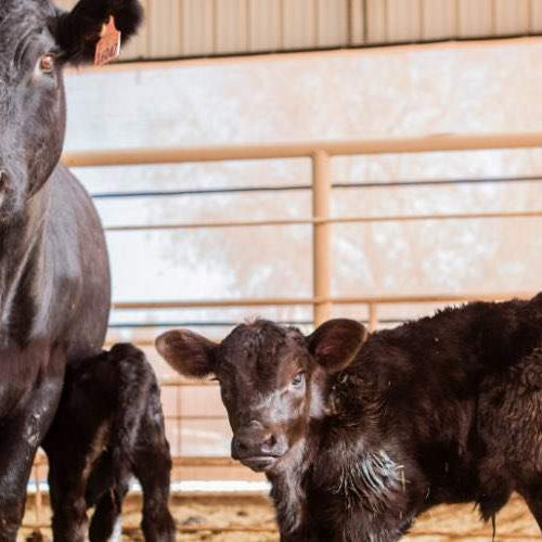 Prepare Your Cattle for Spring