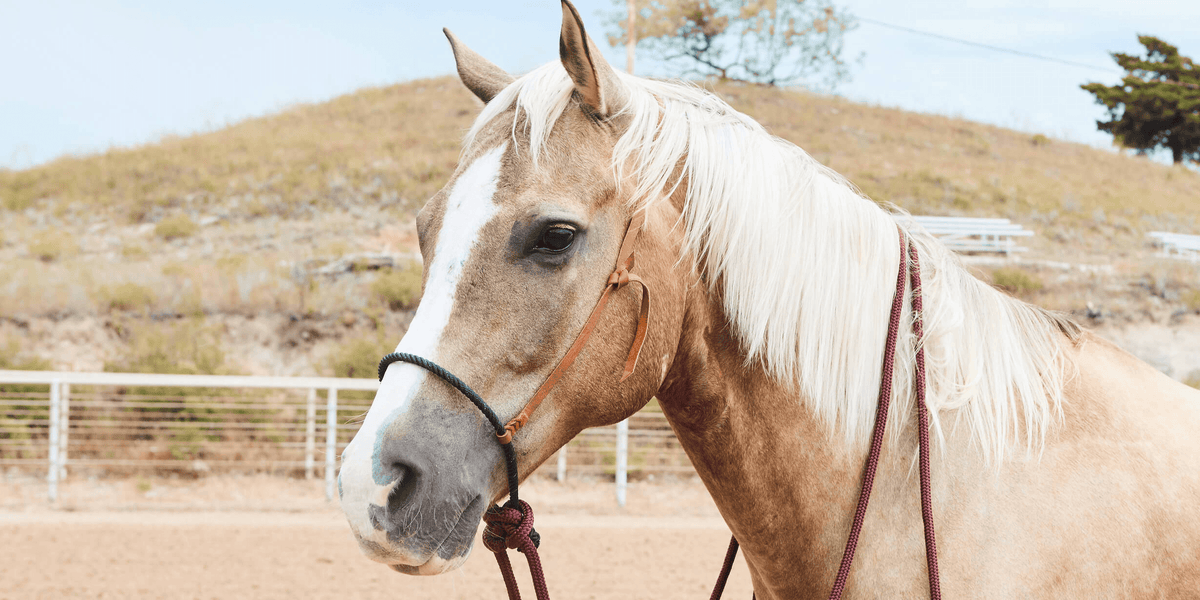 The Essential Guide for Using a Hackamore