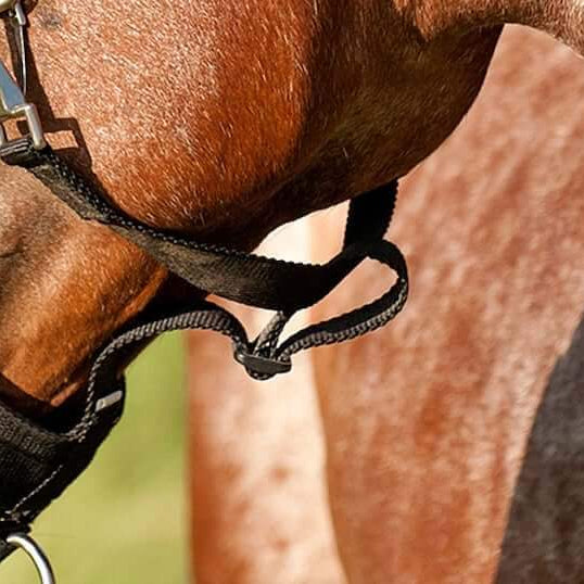 The Benefits of a Grazing Muzzle