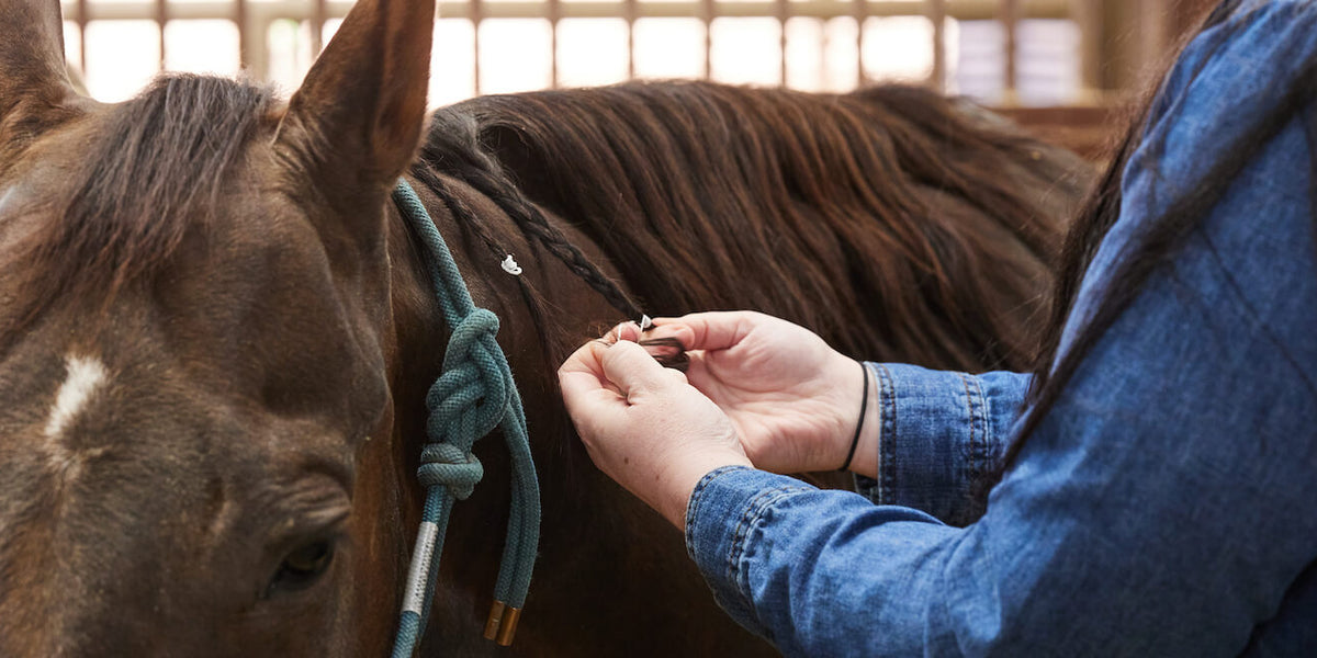 Guide to Braiding & Plaiting Your Horse's Mane & Tail