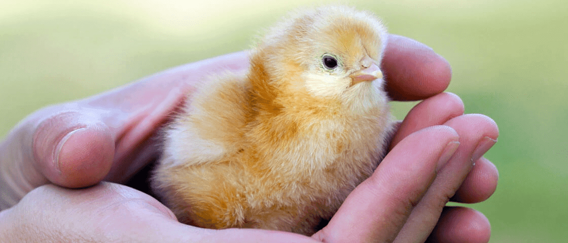 Raising Baby Chicks