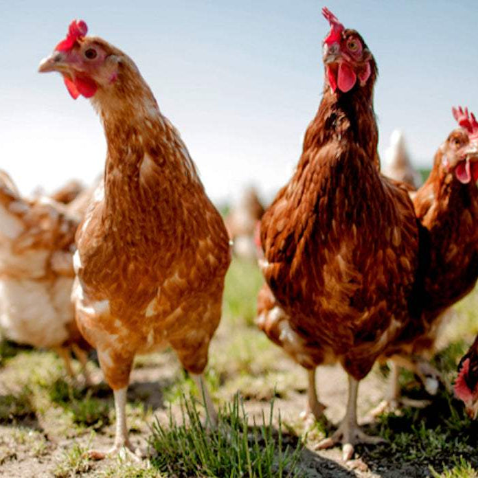 Beat the Heat: Keeping Your Flock Comfortable in the Summer Heat