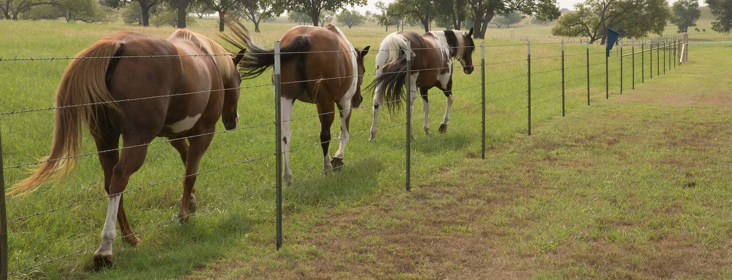 Caring for Easy Keeper Horses