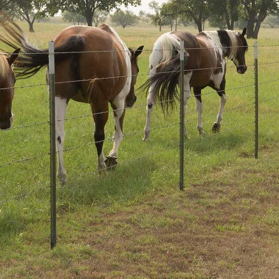 Caring for Easy Keeper Horses