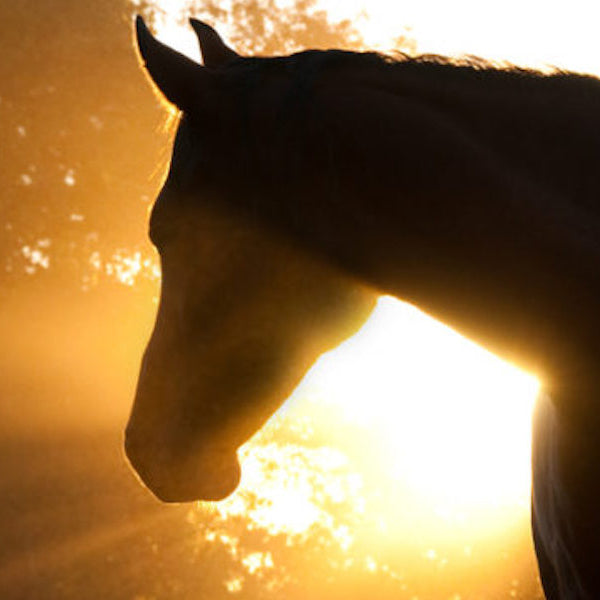 Sun Protection for both Horse and Rider