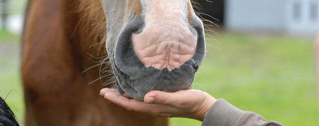 Rewarding Horses Horse Treats : A Guide to Rewarding Your Horse