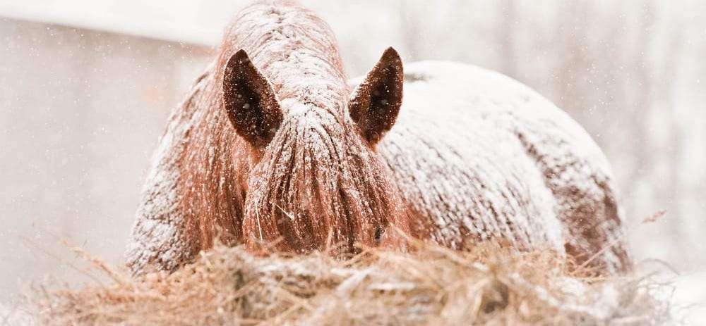 Tips for Managing Livestock During the Winter