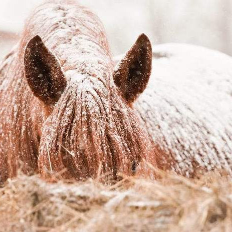 Tips for Managing Livestock During the Winter