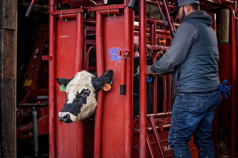 Tarter Cattlemaster Series 6 Automatic Headgate