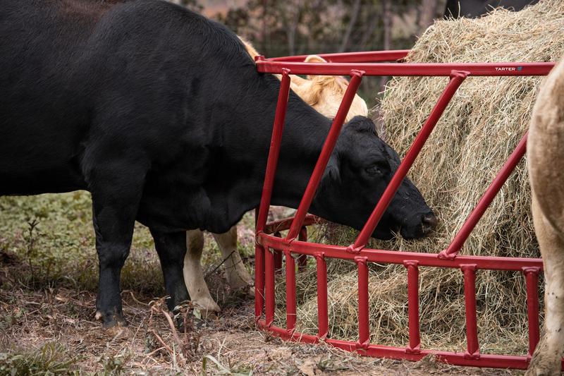 Tarter Steelcor Cattle 8ft Feeder