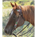 Circle Y Saddlery Vibrant Garden Browband Headstall