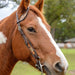 Circle Y Saddlery Reinsman Python Pass Single Ear Headstall