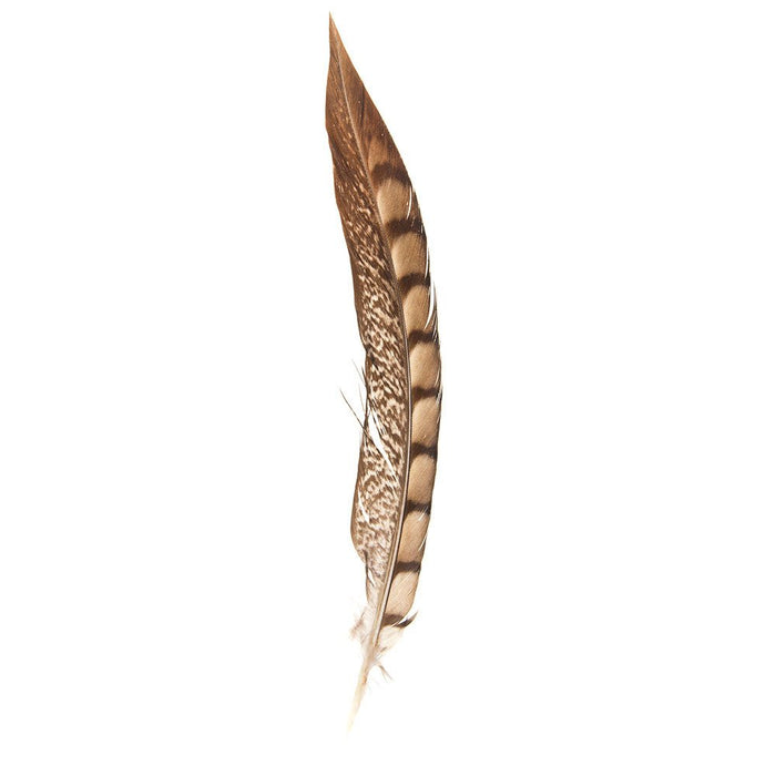 Lady Amherst Short Tail Feather
