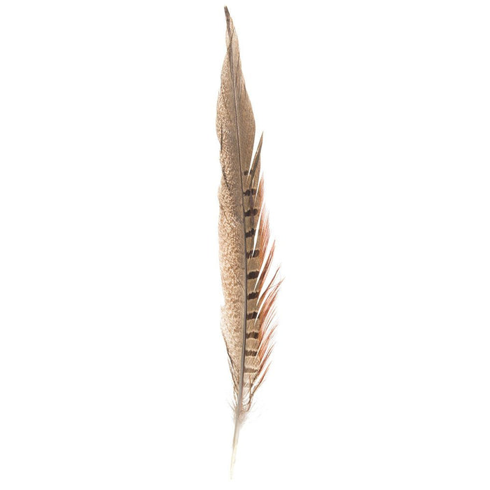 Ringneck Tail Hat Feather