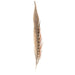 Ringneck Tail Hat Feather