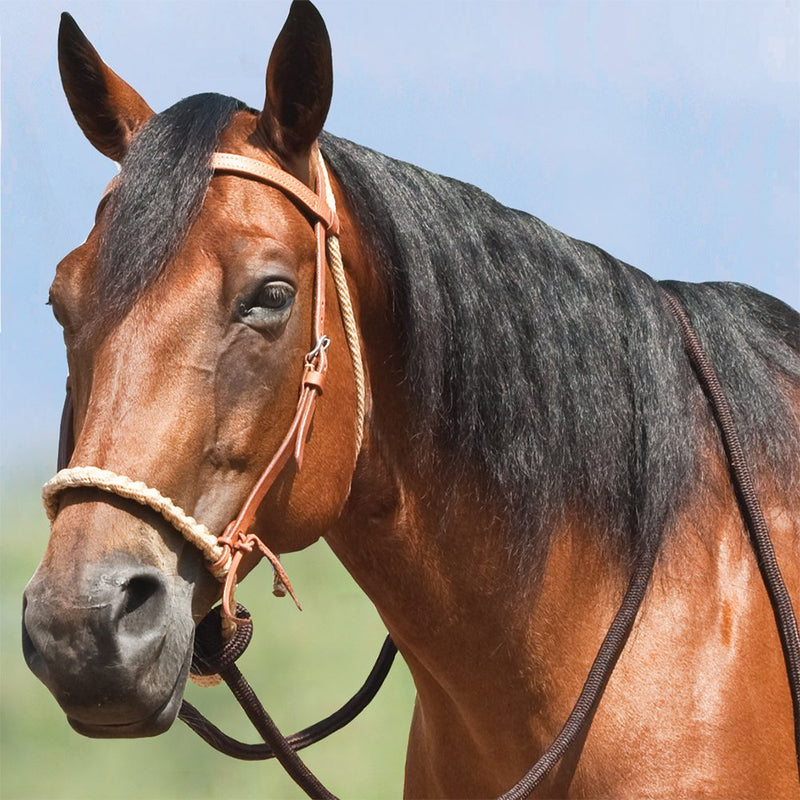 Breaking Hackamore