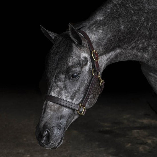 Perris Leather Heavy Weight Track Halter
