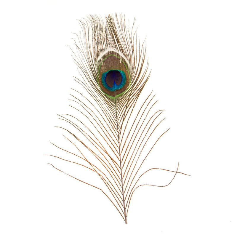 Peacock Eye Feather Hat Accent