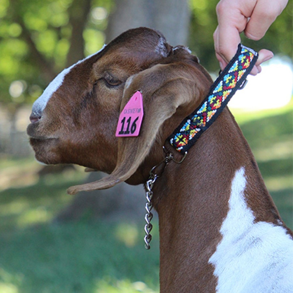 Sheep Leads And Leashes