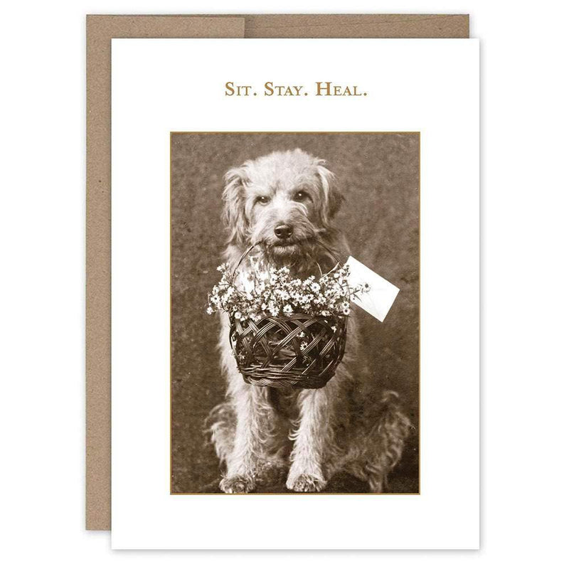 Shannon Martin Design Sit. Stay. Heal. Get Well Card