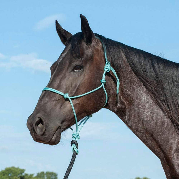 Classic Turquoise Premium Rope Halter w/9ft Black Lead
