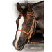 Professional's Leather Trail Bridle