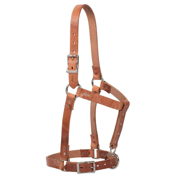 1in Russett Harness Leather Riveted Halter