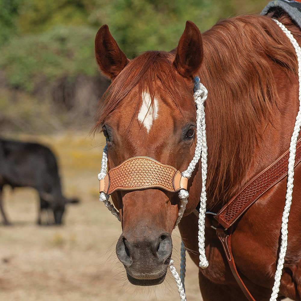 Cashel Flat Braid Halter And Lead Rope Set - NEN Law Firm