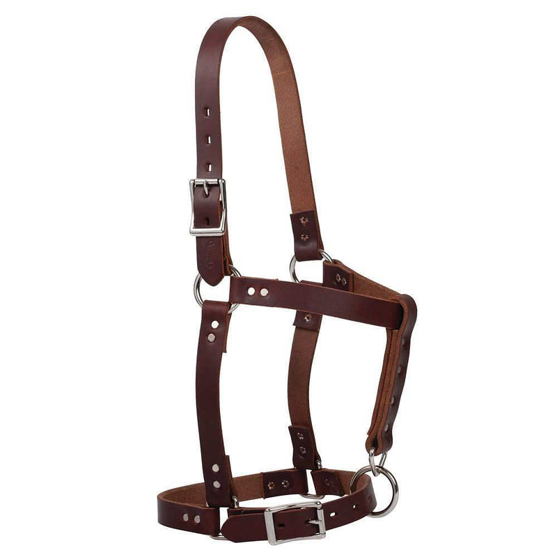 1in Oiled Horse Riveted Halter