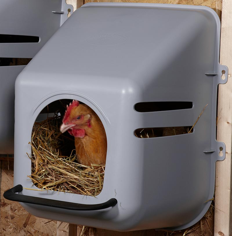 Little Giant Single Plastic Hen Nesting Box