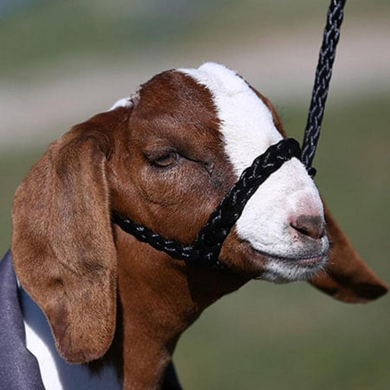 Soft Braid Sheep/Goat Halter