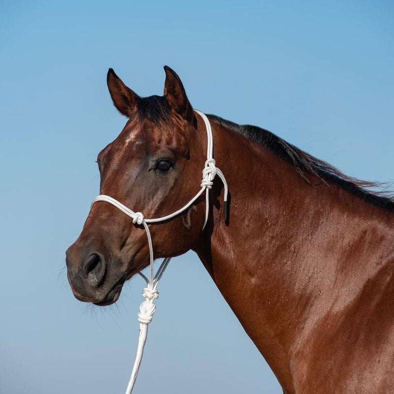 Halter with 9ft Leadrope