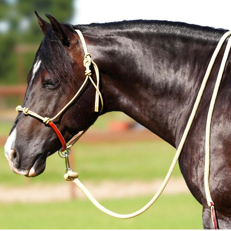 Knotted Rope Halter With Attached Lead Rope
