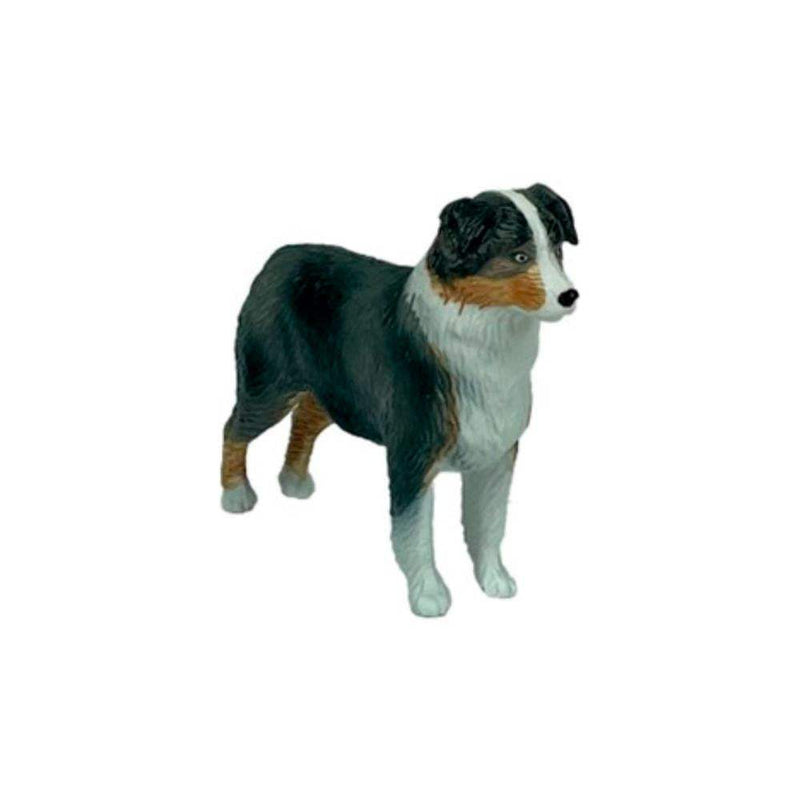 Australian Shepard